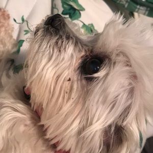 Meet your Posher, Cece